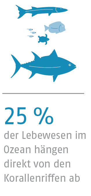 25% der Lebewesen im Ozean hängen direkt von den Korallenriffen ab