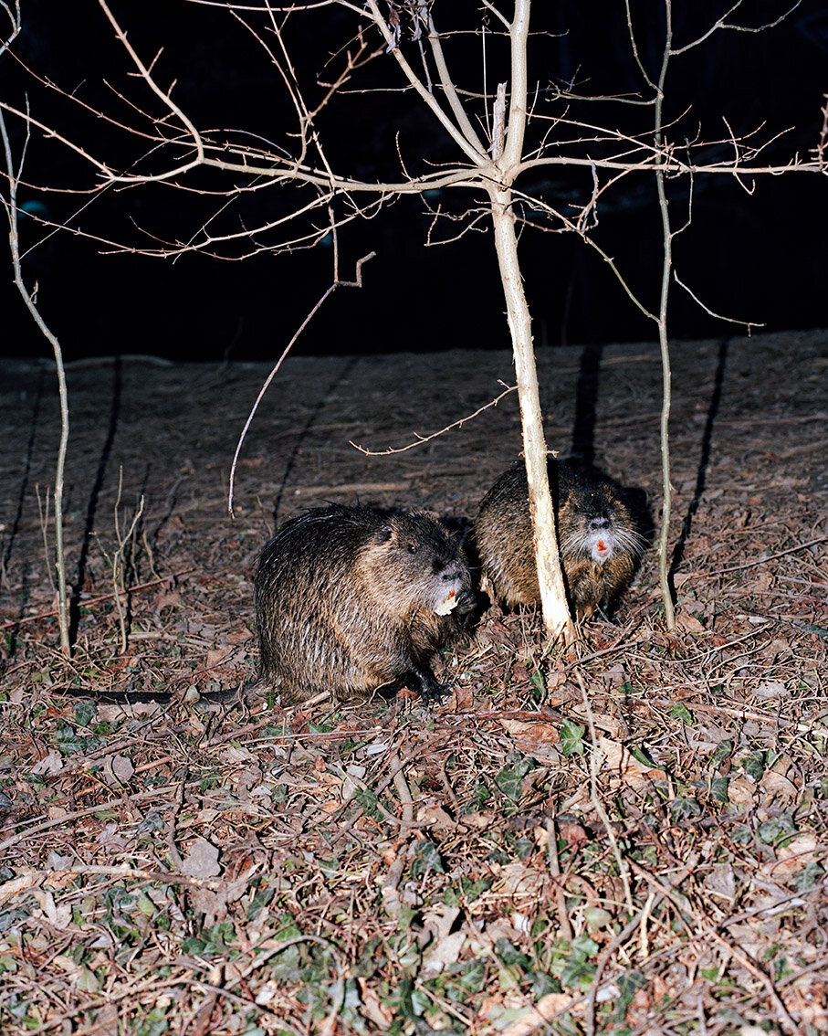 Die Waschbär-Chroniken: Wilde Tiere in Neukölln