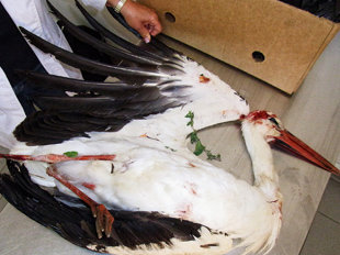 Dieser Storch hat seinen Zwischenstopp nicht überlebt (Foto: Komitee gegen den Vogelmord)