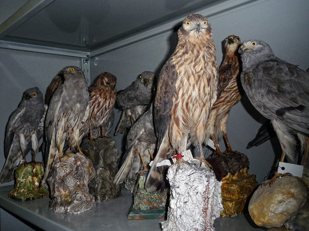 Vielen Jägern geht es einfach nur darum, eine Trophäe zu sammeln   (Foto: Komitee gegen den Vogelmord)