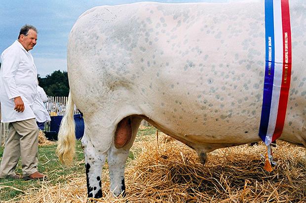 Rinder sind und bleiben Klimaschweine – das räumen die US-Wissenschaftler im Kleingedruckten ihrer Studie ein. Für Schlagzeilen hatte ihre stark vereinfachte These gesorgt, wonach Salat ist dreimal schlechter für das Klima ist als Bacon (Foto: Arnhel de Serra)