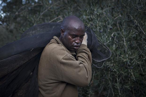 Ein Mann aus dem Senegal, der sich für acht Jahre zur Olivenernte in Spanien verpflichtet hat. Er muss dafür immer monatelang seine Frau und seine drei Töchter alleine zurücklassen (Foto: Irving Villegas)