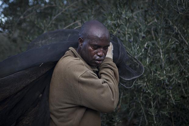 Ein Mann aus dem Senegal, der sich für acht Jahre zur Olivenernte in Spanien verpflichtet hat. Er muss dafür immer monatelang seine Frau und seine drei Töchter alleine zurücklassen Ein Mann aus dem Senegal, der sich für acht Jahre zur Olivenernte in Spanien verpflichtet hat. Er muss dafür immer monatelang seine Frau und seine drei Töchter alleine zurücklassen (Foto: Irving Villegas)