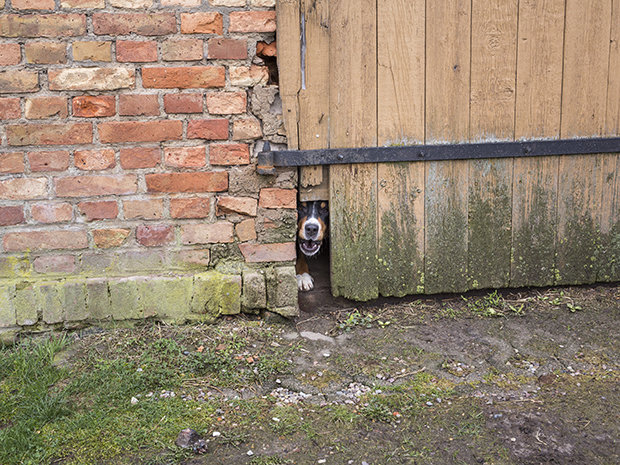 Vom Leben auf dem Land gibt es viele verklärende Bilder. In der Realität muss man aufpassen wie ein Schießhund, dass man gut wirtschaftet und am Ende das Geld stimmt (Foto: Heinrich Holtgreve / OSTKREUZ)