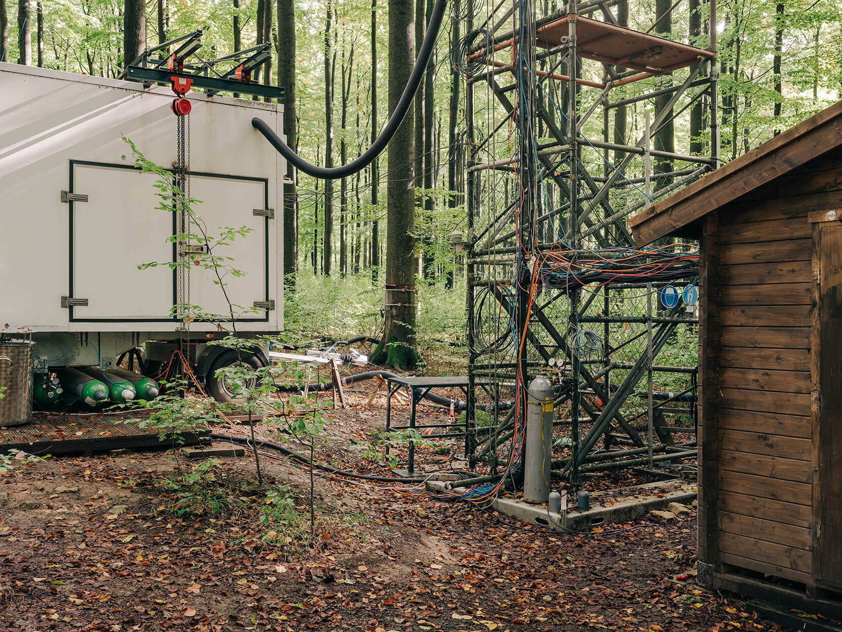 Die Umwandlung von CO₂ durch Bäume Die Umwandlung von CO₂ durch Bäume (Foto: Jan Richard Heinicke)