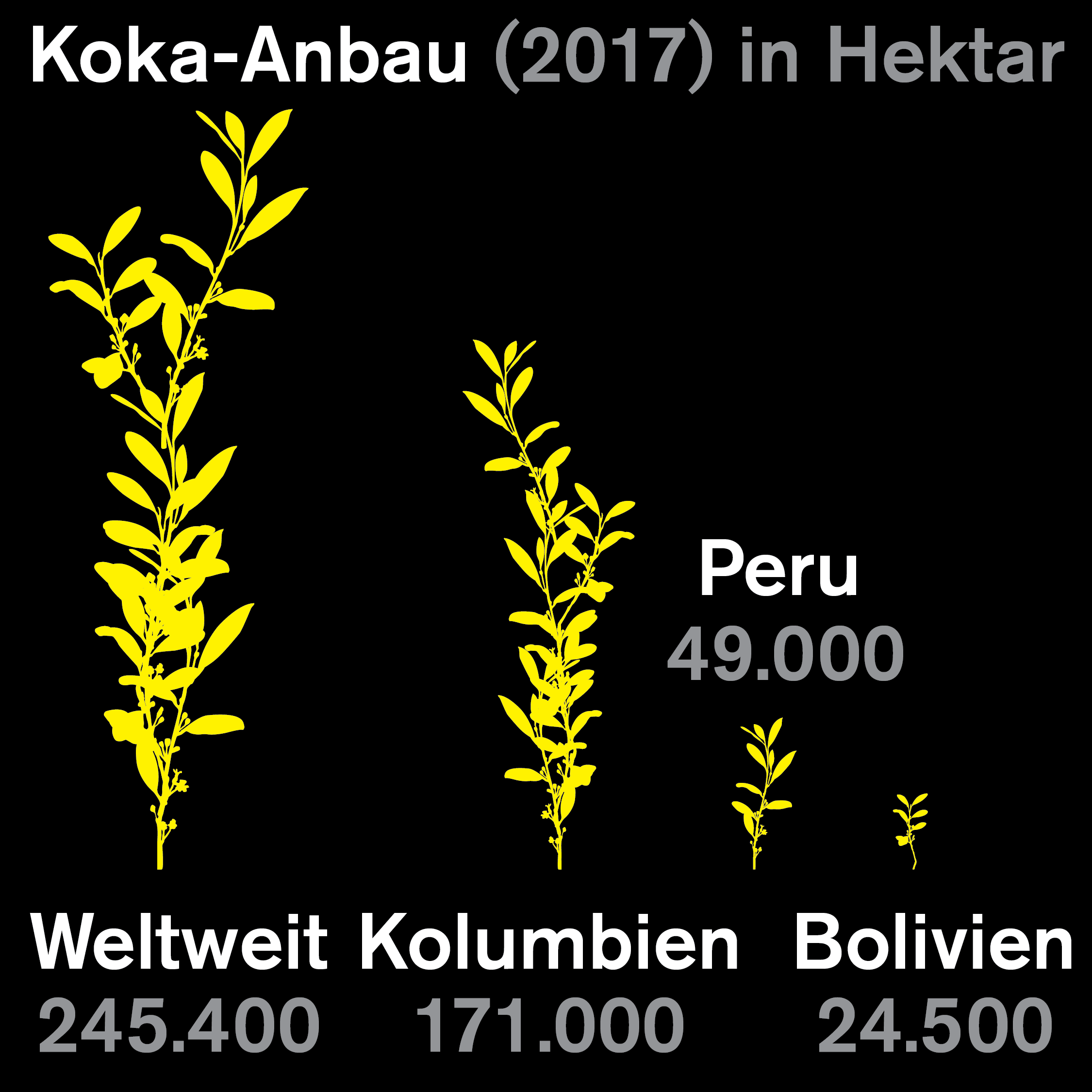 Wo wird Kokain angebaut?