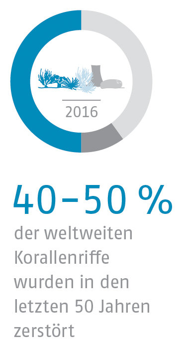 40 - 50% der weltweiten Korallenriffe wurden in den letzten 50 Jahren zerstört