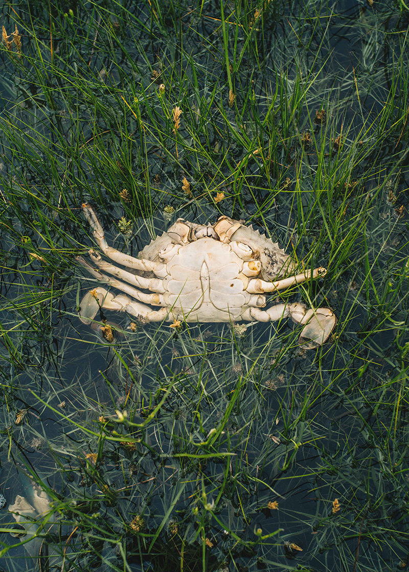 Krabbe im Wasser Krabbe, Tangier Island, USA, Klima, Klimawandel, Hochwasser