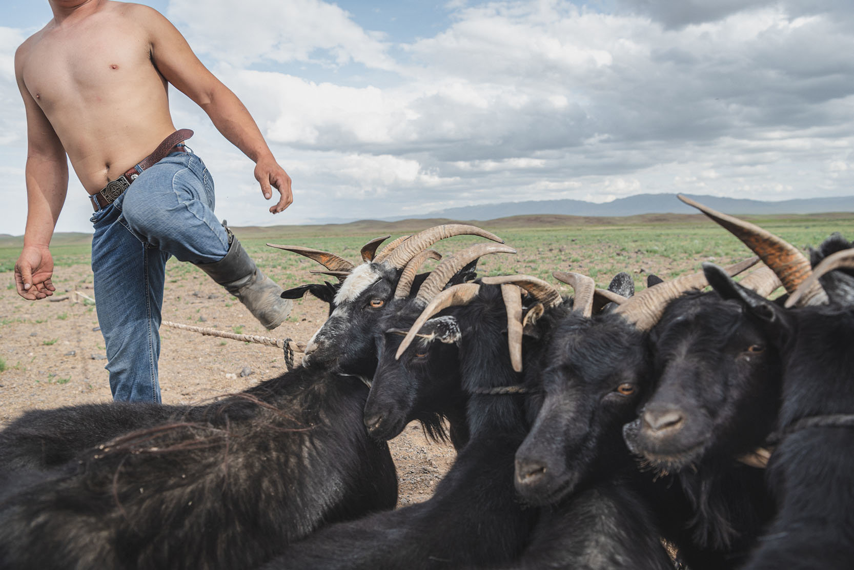 Die Hirten der mongolischen Steppe messen ihren Reichtum in Vieh. Für sie hat der Klimawandel katastrophale Folgen – Dürre und besonders harte Winter, genannt „Dsuds“ treten häufiger auf Mongolei, Ger districts, Klimawandel, Ulan Bator, Gobi, Herde