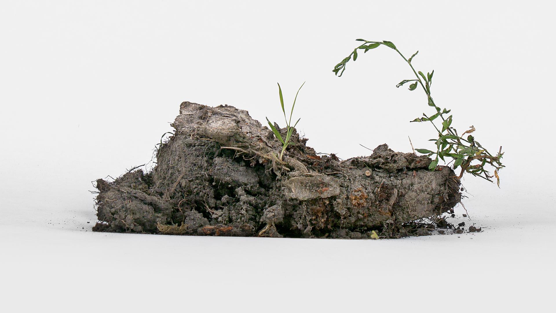 Ein Stück unfruchtbarer Boden  (Foto: Sanne Zurné)