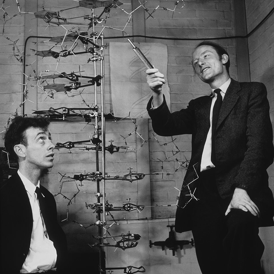 James Watson und  Francis Crick mit einem DNA-Modell  (Foto: Science Photo Library / Barrington Brown, A. / Gonville And Caius College)