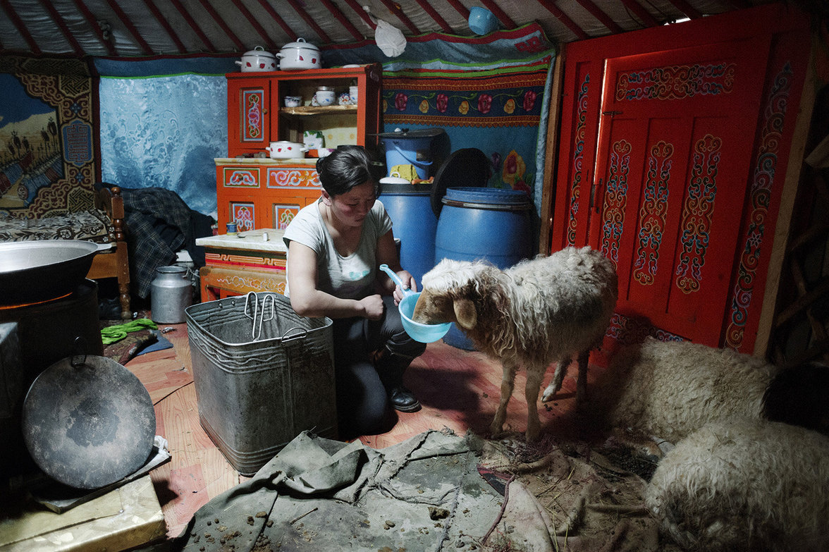 Familie Tsamba pflegt ein Schaf in ihrem Wohnzelt