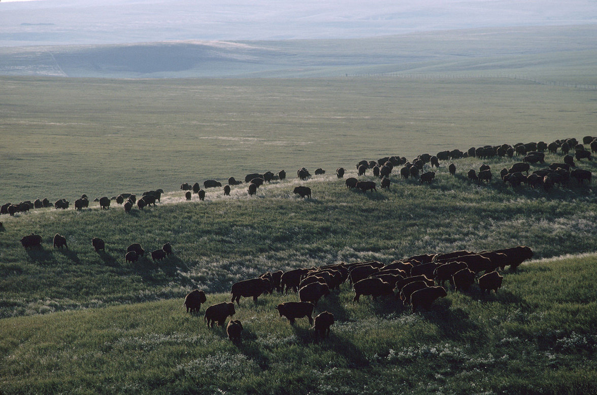 Bisons (Foto: Loomis Dean/The LIFE Picture Collection via Getty Images)