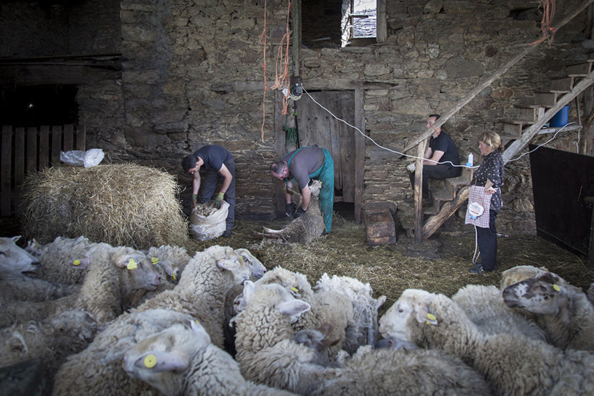 Saisonarbeiter beim Schafe scheren
