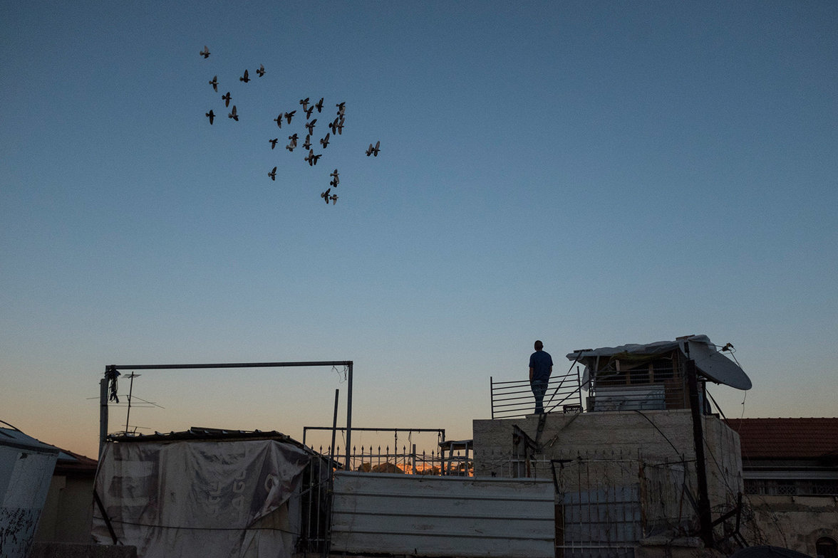 Ein palästinensischer Taubenzüchter schaut zu wie seine Tauben gen Abendhimmel fliegen.