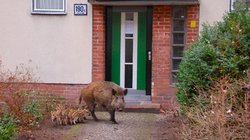 Erkenntnisse des Berliner Wildtiertelefons: Beim Wildschwein ist es die Größe...