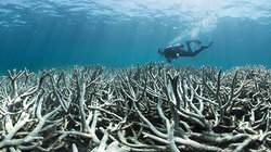 Am Great Barrier Reef vor Australien kommt es zurzeit zu einer beispiellosen „Korallenbleiche“:  Durch die globale Erwärmung steigt die Wassertemperatur, weshalb die aus Kalk bestehenden Steinkorallenstöcke die lebenden Organismen abstoßen. Die Korallen s