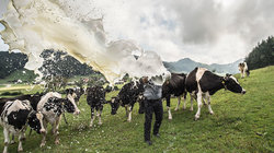 Landwirt auf Kuhweide verschüttet Milch