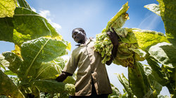 Tabakbauer bei der Ernte auf einer Plantage in Malawi