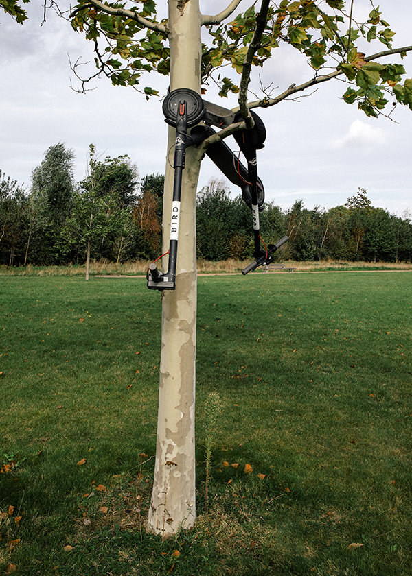 Roller im Baum Roller im Baum