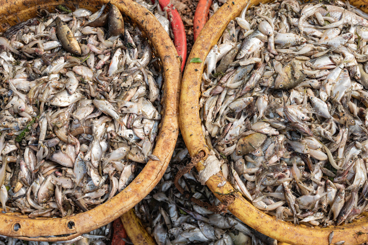 Viele kleine Fische in gelben Plastikeimern Viele kleine Fische in gelben Plastikeimern