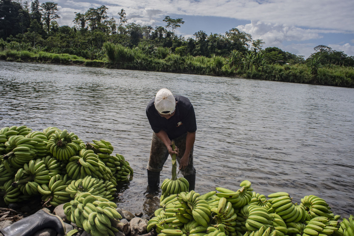 Ein Bribrì-Arbeiter verlädt Bio-Bananen, die im Nationalpark „La Amistad“ angebaut werden Ein Bribrì-Arbeiter verlädt Bio-Bananen, die im Nationalpark „La Amistad“ angebaut werden