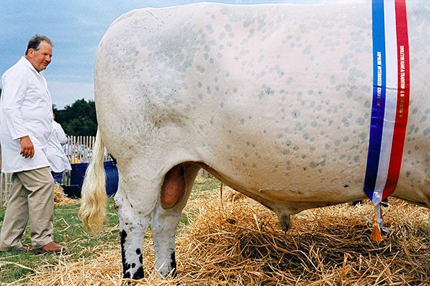 Rinder sind und bleiben Klimaschweine – das räumen die US-Wissenschaftler im Kleingedruckten ihrer Studie ein. Für Schlagzeilen hatte ihre stark vereinfachte These gesorgt, wonach Salat ist dreimal schlechter für das Klima ist als Bacon Rinder sind und bleiben Klimaschweine – das räumen die US-Wissenschaftler im Kleingedruckten ihrer Studie ein. Für Schlagzeilen hatte ihre stark vereinfachte These gesorgt, wonach Salat ist dreimal schlechter für das Klima ist als Bacon