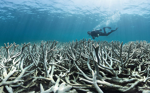 Am Great Barrier Reef vor Australien kommt es zurzeit zu einer beispiellosen „Korallenbleiche“: Durch die globale Erwärmung steigt die Wassertemperatur, weshalb die aus Kalk bestehenden Steinkorallenstöcke die lebenden Organismen abstoßen. Die Korallen s Am Great Barrier Reef vor Australien kommt es zurzeit zu einer beispiellosen „Korallenbleiche“: Durch die globale Erwärmung steigt die Wassertemperatur, weshalb die aus Kalk bestehenden Steinkorallenstöcke die lebenden Organismen abstoßen. Die Korallen s