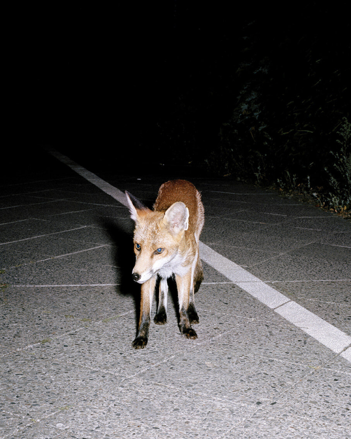 Fuchs Fuchs