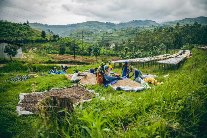 Kaffeerente in Rwanda