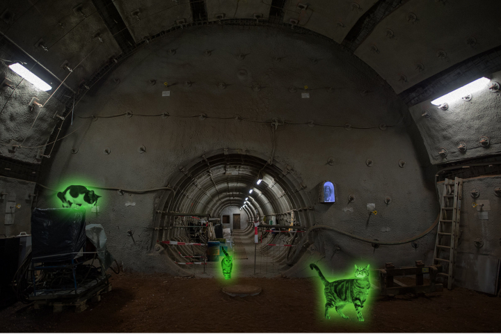 Leuchtende Katzen in Atomlager