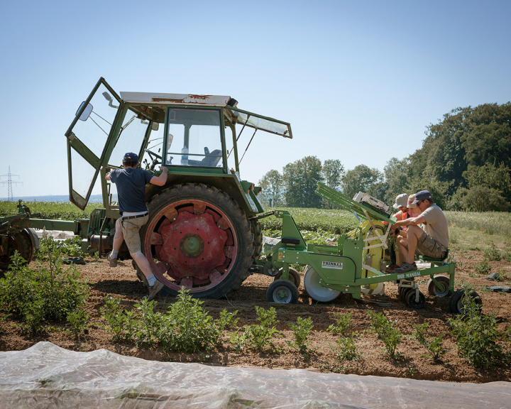 Einpflanzen auf dem Beet mit der Pflanzmaschine