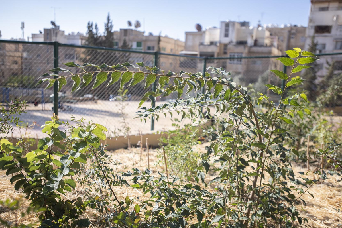 Amman Amman
