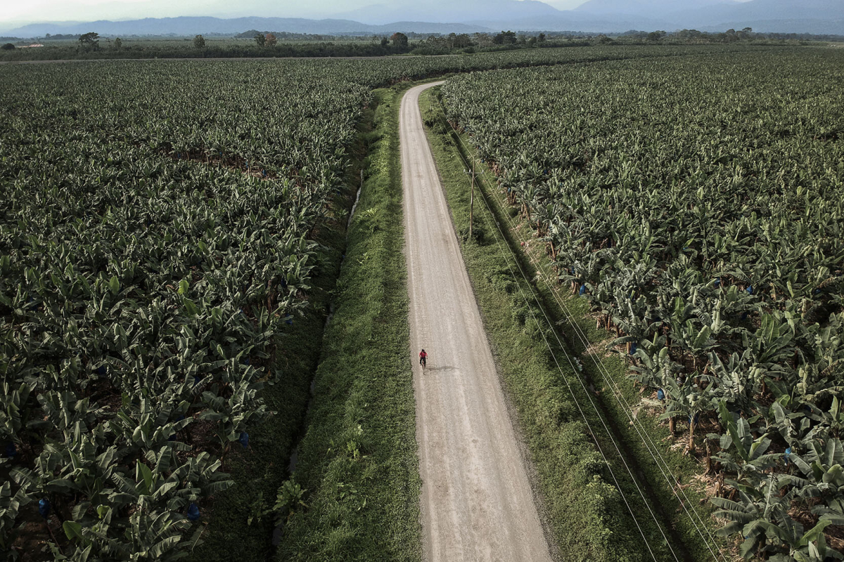 Ein Arbeiter auf einem Fahrrad überquert die Straße, die zu einer der vielen Bananenplantagen im Bezirk Matina führt Ein Arbeiter auf einem Fahrrad überquert die Straße, die zu einer der vielen Bananenplantagen im Bezirk Matina führt