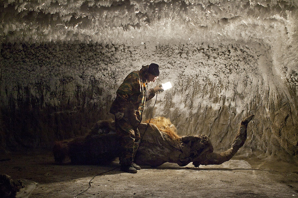 Eisiges Grab- Aus gut erhaltenen Überresten wie diesen wollen russische und südkoreanische Wissenschaftler ein Mammut klonen