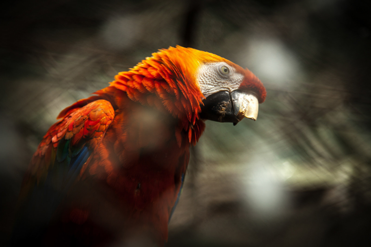 Guacamaya Guacamaya