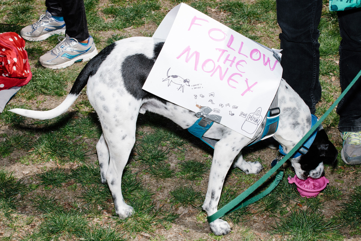 Hund mit "Follow the Money" Transparent 