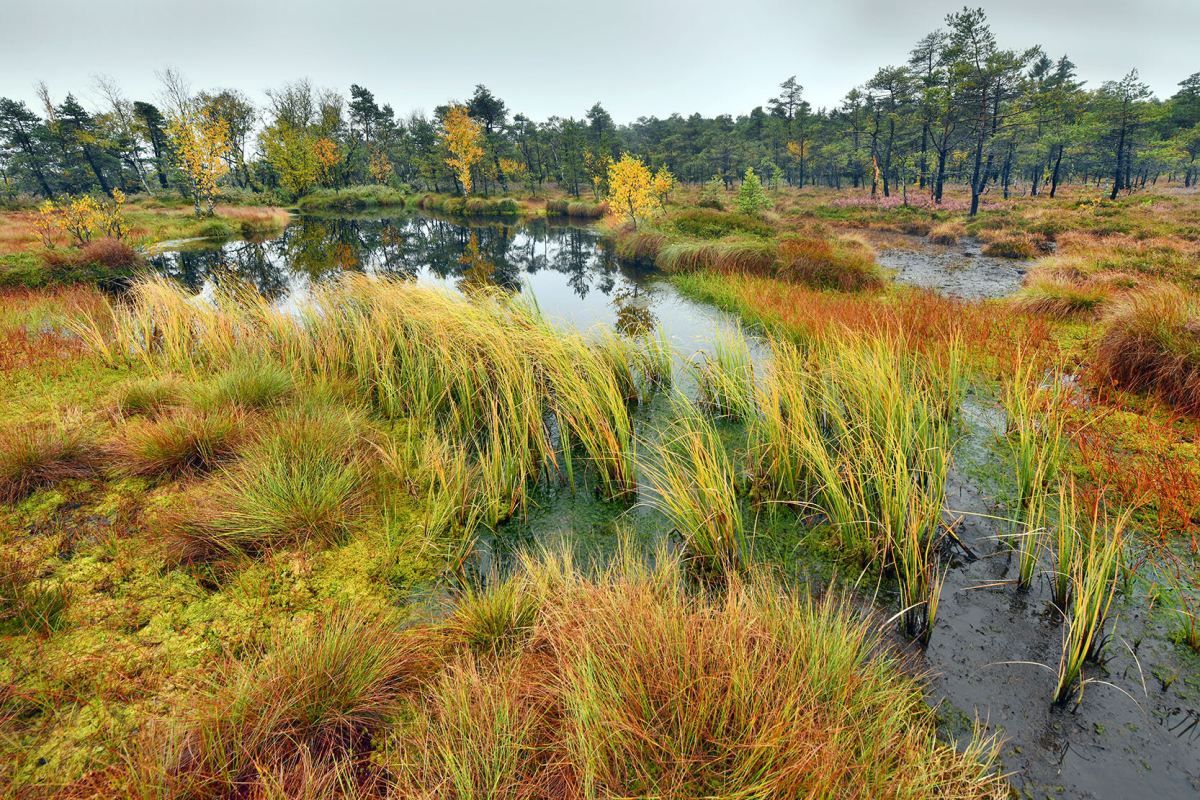 Moor Moor