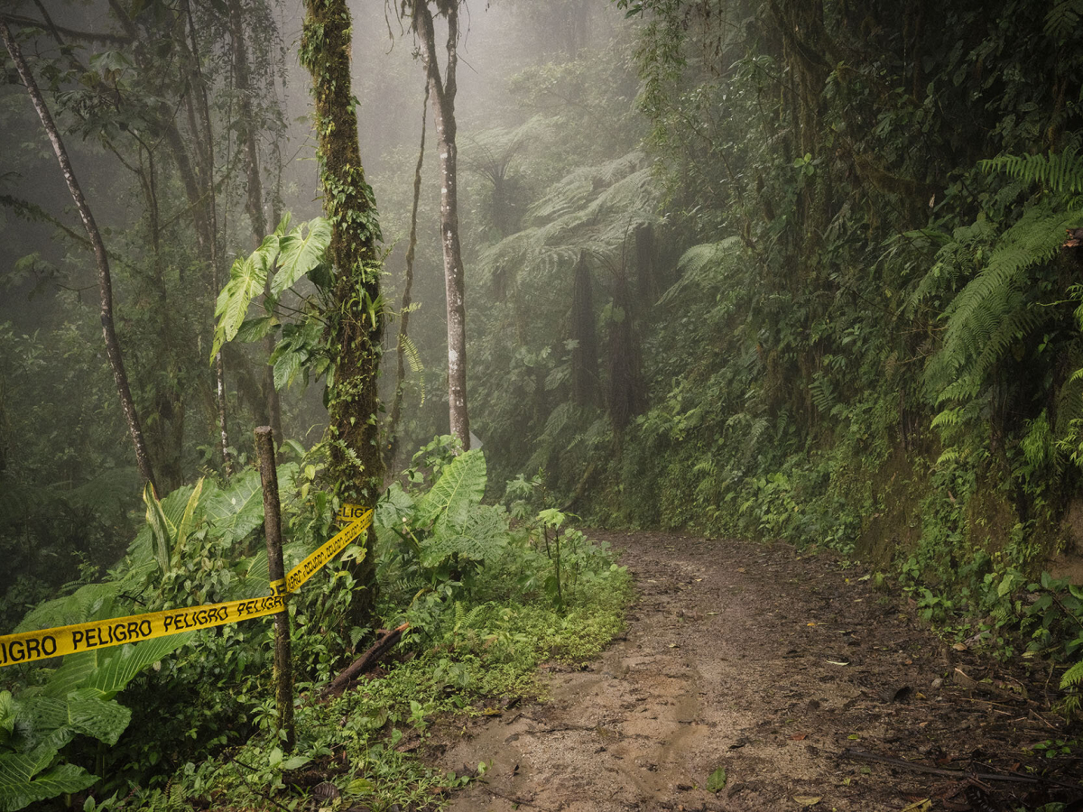 Nebelregenwald von Ecuador Nebelregenwald von Ecuador
