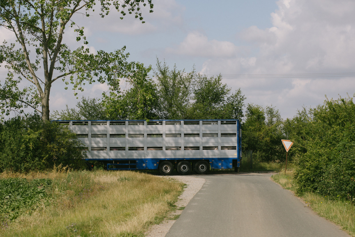Schweinetransport Schweinetransport