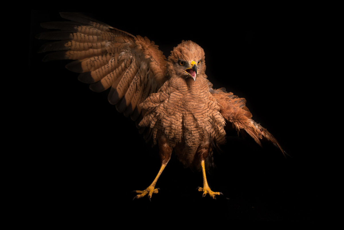 Sparrowhawk Sparrowhawk