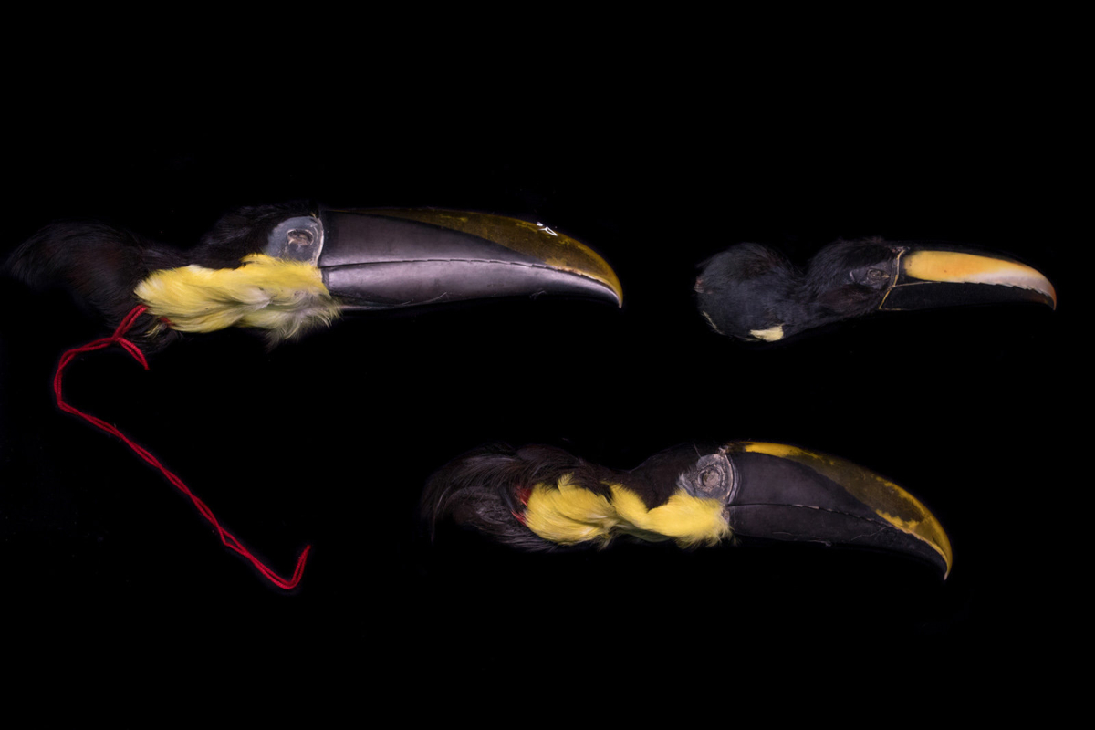 Vogelköpfe Vogelköpfe