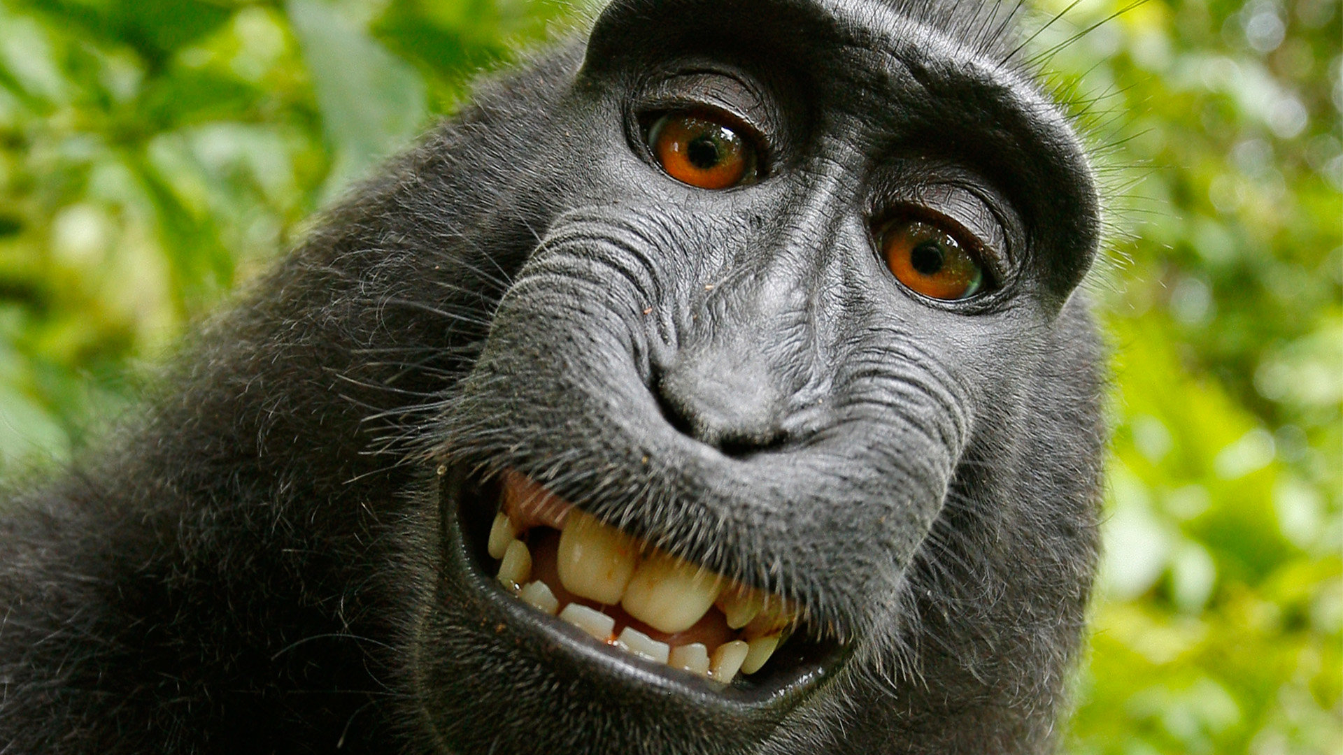 Foto: David Slater/Caters News Agency Foto: David Slater/Caters News Agency