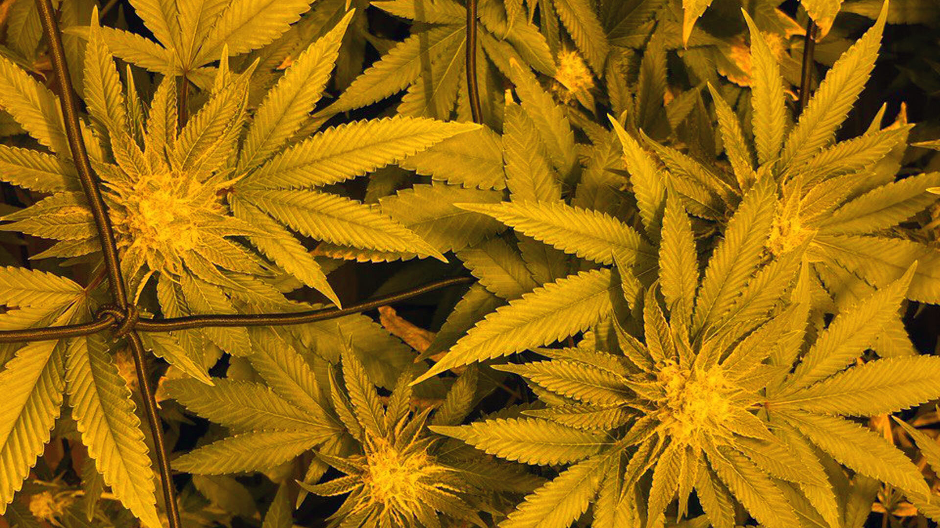 Cannabis, Uruguay Cannabis, Uruguay