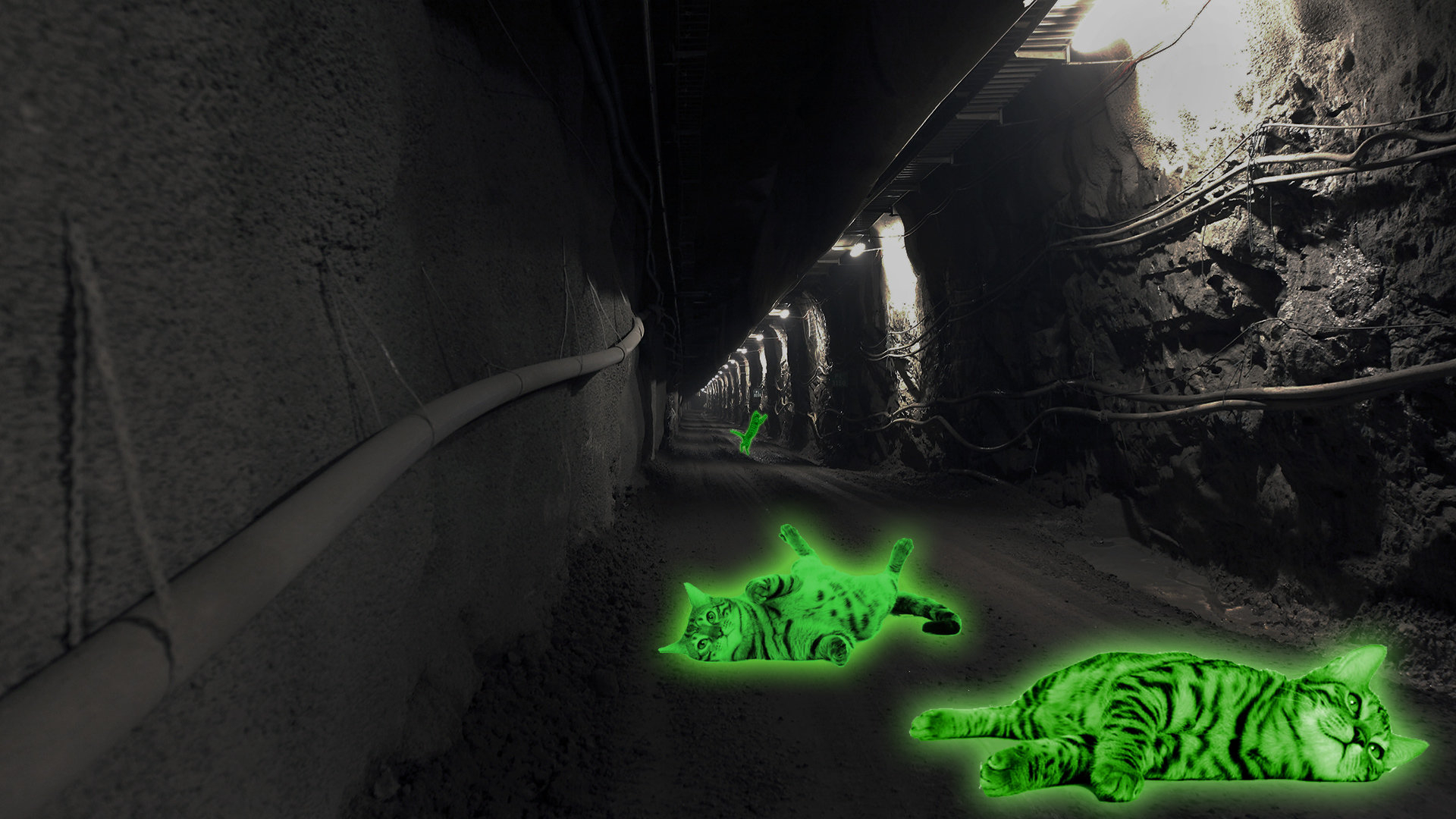 Leuchtende Katzen in Atomlager