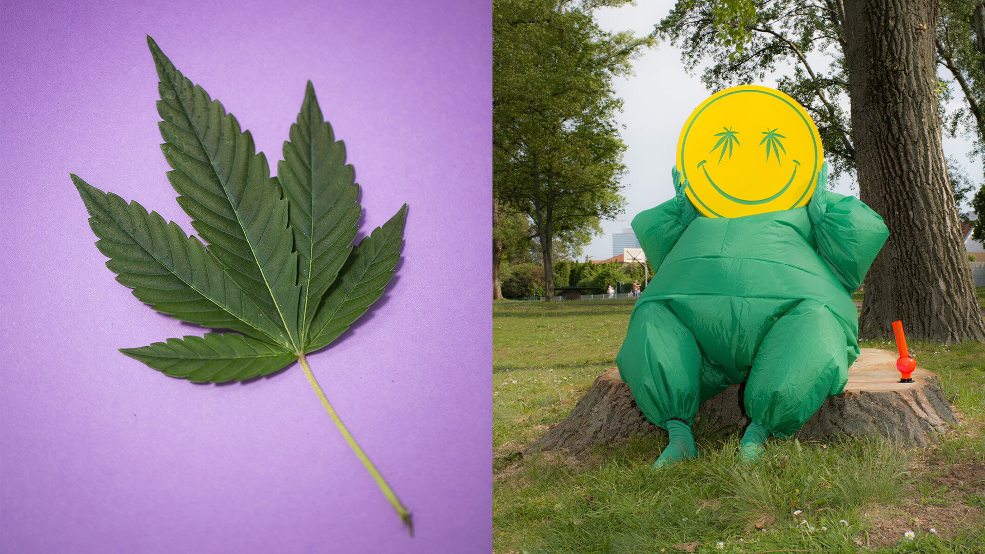 Cannabis-Blatt - kostümierte Person mit Bong sitzt auf einem Baumstumpf Cannabis-Blatt - kostümierte Person mit Bong sitzt auf einem Baumstumpf