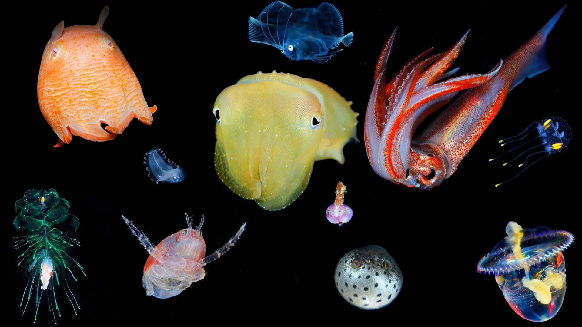 Unterwasserfotos von Ryo Minemizu Unterwasserfotos von Ryo Minemizu