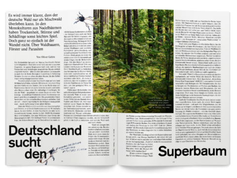 Auswirkungen Klimawandel Wald