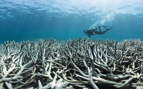 Am Great Barrier Reef vor Australien kommt es zurzeit zu einer beispiellosen „Korallenbleiche“:  Durch die globale Erwärmung steigt die Wassertemperatur, weshalb die aus Kalk bestehenden Steinkorallenstöcke die lebenden Organismen abstoßen. Die Korallen s