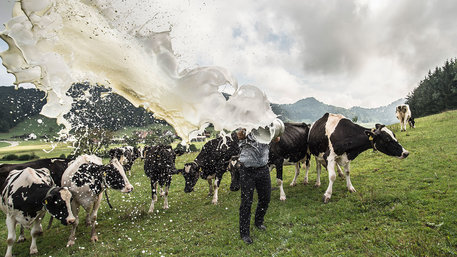 Landwirt auf Kuhweide verschüttet Milch